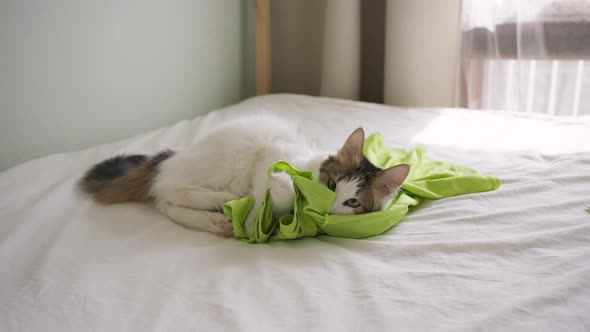 Beautiful Cat Plays with Bright Green Tshirt on Owner Bed alt