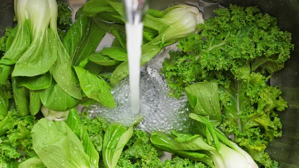 Washing in Water in Sink Green Kale and Pok Choy Cabbage Leaves in Kitchen alt