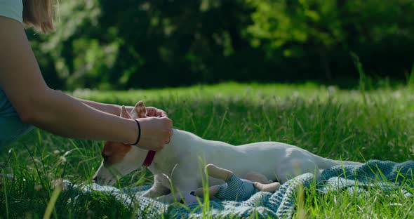 Owner Woman Pets Her Jack Russel Dog in the Park on the Summer Sun  120p Prores