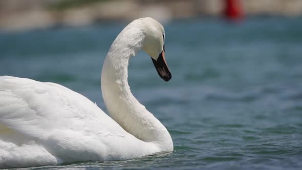 A Beautiful White Swan Maneuvers on the Waves of the Lake