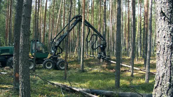 Machine Is Processing and Chopping Pine Trunks alt