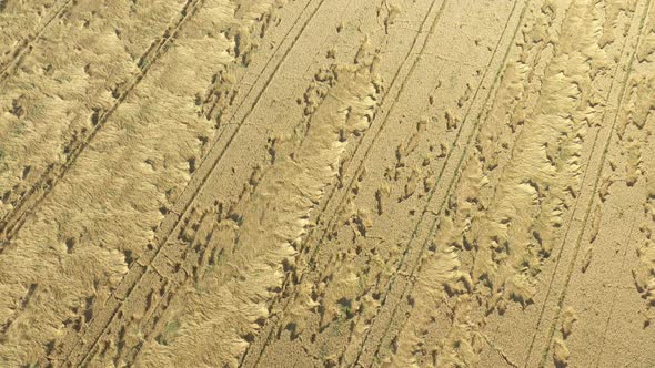 Wheat field damaged after seasonal rains 4K drone video