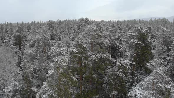 Top Down View of the Forest in Winter. Winter Landscape in the Forest alt