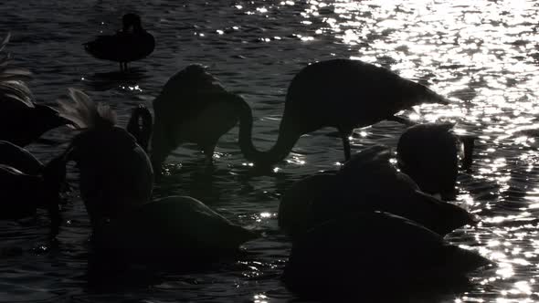 flamingo bird nature wilflife reserve carmargue lagoon alt