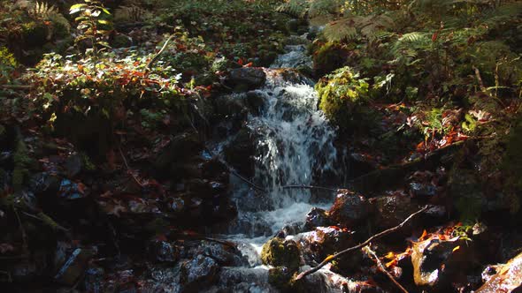 Mountain Creek is Falling Down From the Hill Among Colorful Autumn Foliage