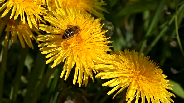 A large bee sits on a yellow dandelion and collects flower nectar for honey