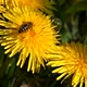 A large bee sits on a yellow dandelion and collects flower nectar for honey - VideoHive Item for Sale