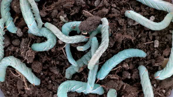 Caterpillar Insecta Manduca Sexta Family Sphingidae Species of Butterflies Pests of Tobacco Plants alt