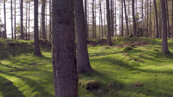 Secluded Forest With Green Mossy Floor at Sunset  alt