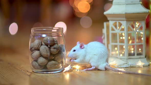 Funny white rat runs on the floor next to nuts