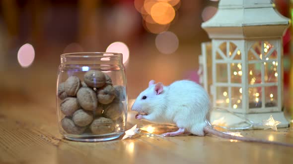 Funny white rat runs on the floor next to nuts alt