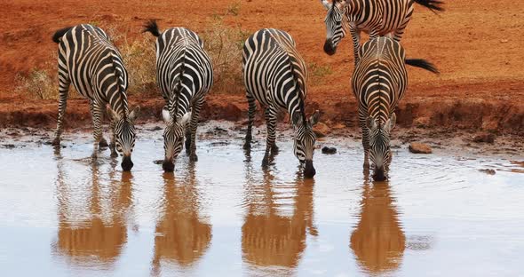 Burchell's Zebra, equus burchelli, Herd Drinking at the Water Hole, Tsavo Park in Kenya alt