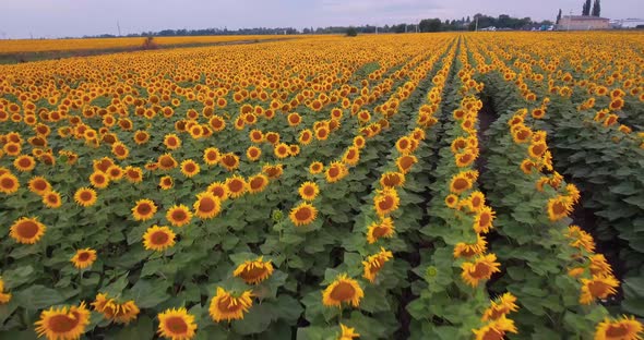 Aerial View Agriculture Field with Blooming Sunflowers alt