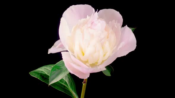 Time Lapse of Opening Beautiful White Peony Flowers
