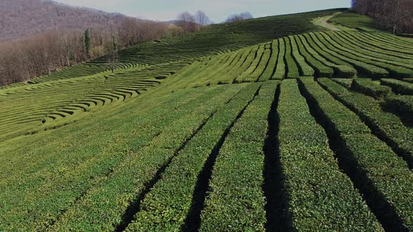 Camera Is Flying Over Huge Slope of Mountain Covered Tea Trees alt