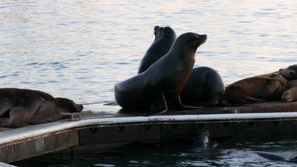 Sea Lion Rookery on Pier California USA