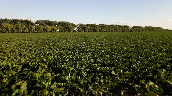 Aerial View of Beet Rows Field in Agricultural Landscape in Ukraine Harvest Sugar Beet alt