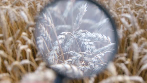 The Agronomist Checks the Ears of Wheat with a Magnifying Glass alt