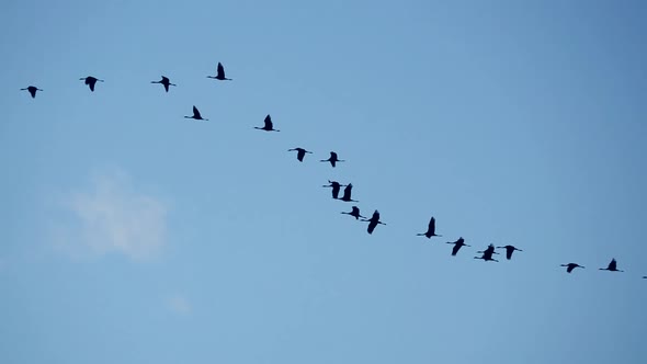 High Contrast of Large Group of Cranes Flying in Slow-mo