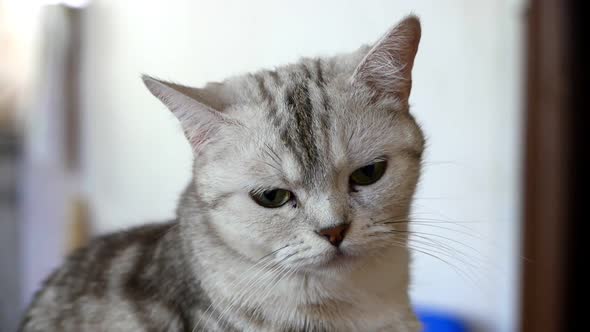 Portrait of a Grey Cat