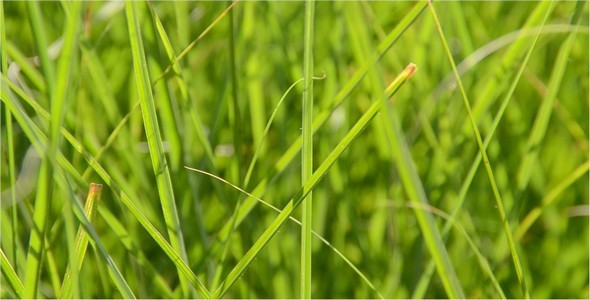Grass alt