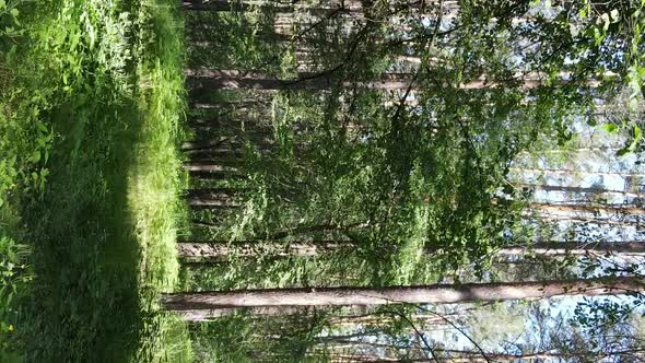 Vertical Video of Forest Landscape in Summer Slow Motion alt