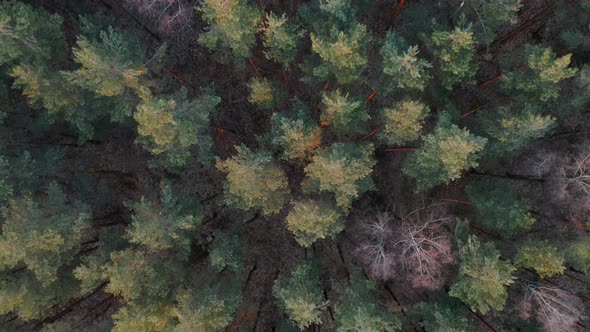 AERIAL: Top View of Forest with Pine Tree Peaks on Golden Hour Evening