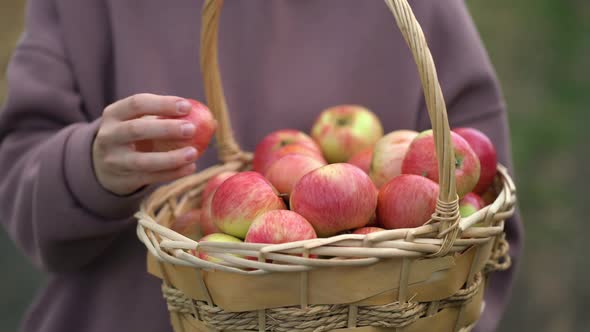 A Woman Holds a Large Straw Basket with a Lot of Apples and Examines the Apples with Her Hand alt