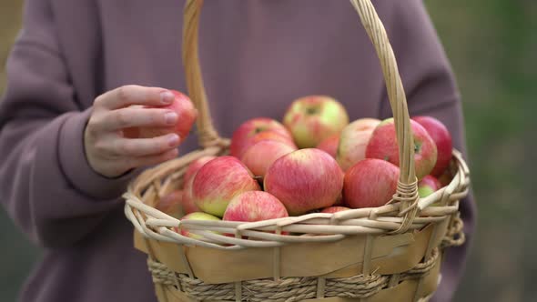 A Woman Holds a Large Straw Basket with a Lot of Apples and Examines the Apples with Her Hand