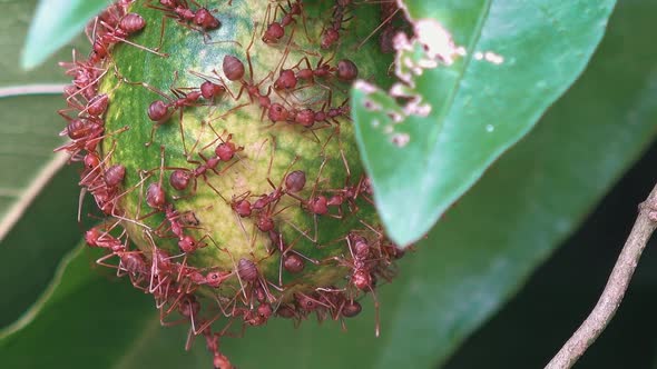 Ants Swarming on a Fruit alt