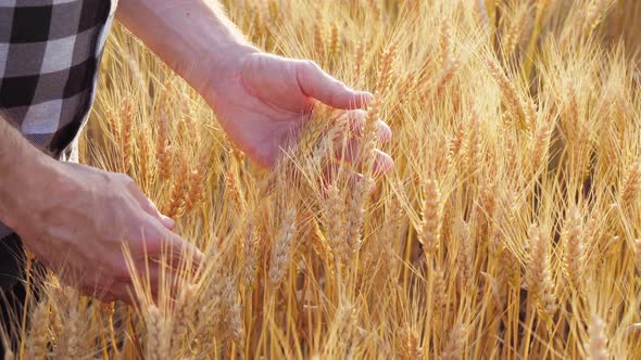 A farmer holds wheat spikelets while checking the grain harvest. alt