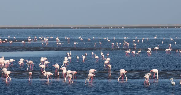 Rosy Flamingo colony in Walvis Bay Namibia alt