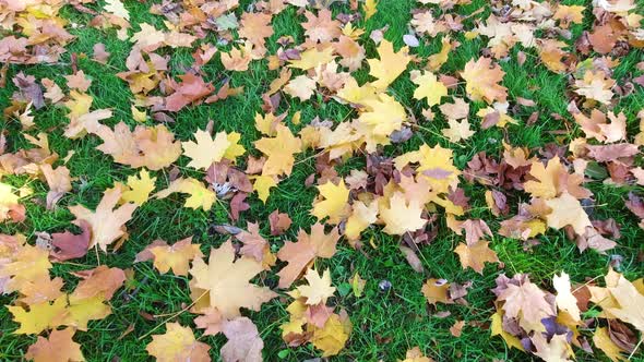 A Lot of Autumn Leaves on Green Grass