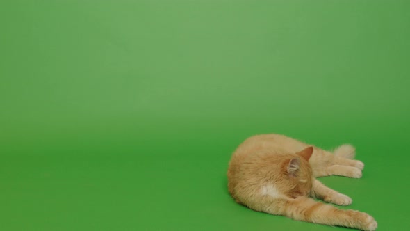 Orange long hair cat on the green screen 