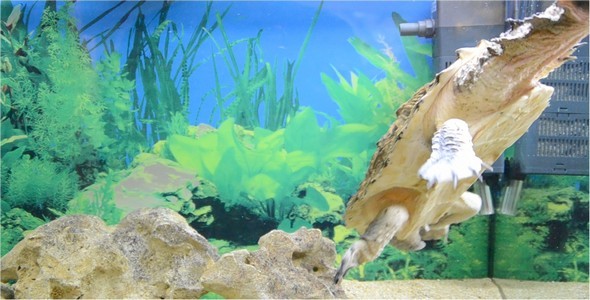 Underwater World 24 alt