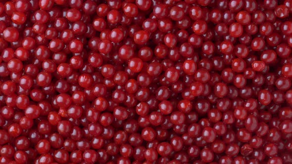Harvest the red viburnum or guelder rose, texture red berries on background alt