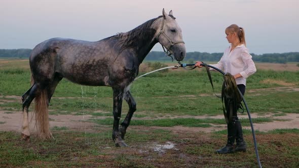 Woman Bathes the Horse Washes and Takes Care of