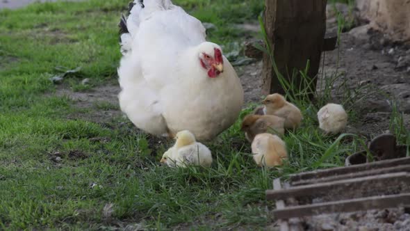Hen sitter teaching her chickens pecking insects on the grass yard. HD 60fps alt