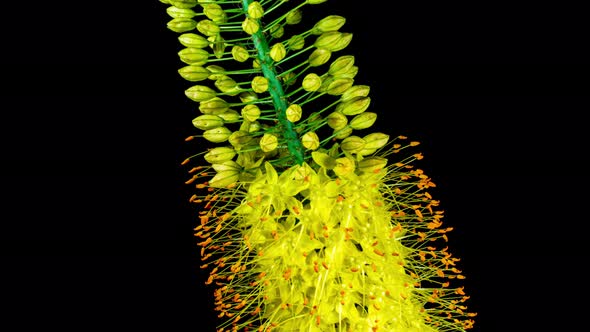 Yellow Flower Eremurus Blooming in Time Lapse on a Black Background. alt