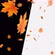 Real Autumn Leaves Falling V2 with Alpha - VideoHive Item for Sale