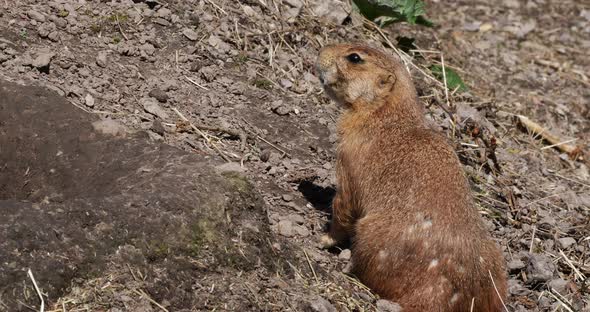 Black-Tailed Prairie Dog, cynomys ludovicianus, standing at Den Entrance , Real Time 4K alt