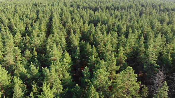 Pine Forest, Aerial View with Drone. Top View in Pine Wood Park on Forest Trees alt