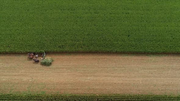 Aerial High View of Amish Harvesting There Corn Using Six Horses and Three Men alt