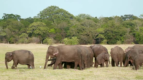 Asian Elephant in Minnerya national park, Sri Lanka alt