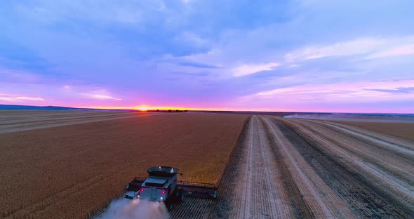 Harvester reaping wheat at sunset in South Australia alt