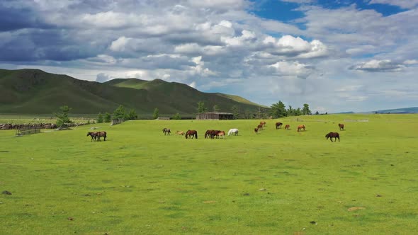 Aerial of Grazing Horses on Pastures in Mongolia alt
