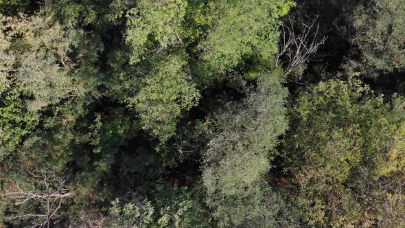 Trees from the air. Caucasus forest in summer day. alt