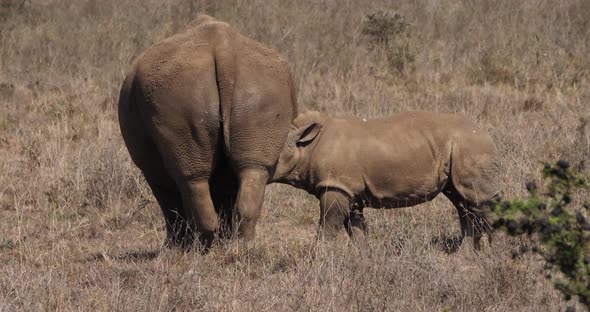 White Rhinoceros, ceratotherium simum, Mother and Calf Suckling, Nairobi Park in Kenya, Real Time 4K alt