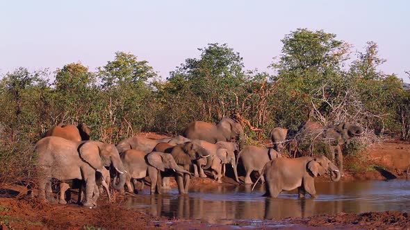African bush elephant in Kruger National park, South Africa alt