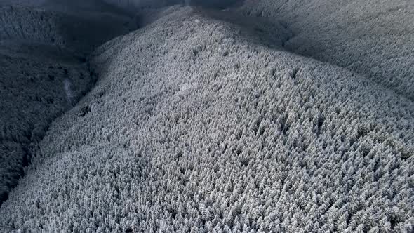 Flying High Above Mountain Valley With Snow Covered Frozen Pine Forest